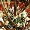 Sclerocactus _papyracanthus _SB330_ 05